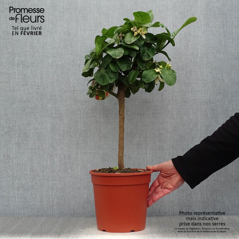 Spécimen de Citrus medica Maxima - Cédrat Maxima Pot de 4L/5L, 1/4 de tige tel que livré en hiver
