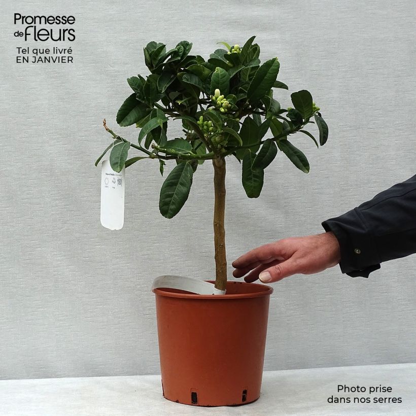 Spécimen de Main de Bouddha - Citrus medica var. sarcodactylis Pot de 4L/5L, 1/4 de tige tel que livré en hiver