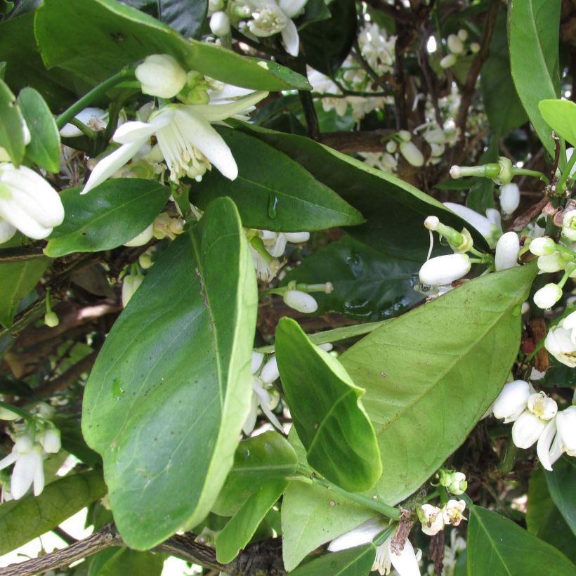 Oranger - Citrus sinensis Washington Navel (Feuillage)