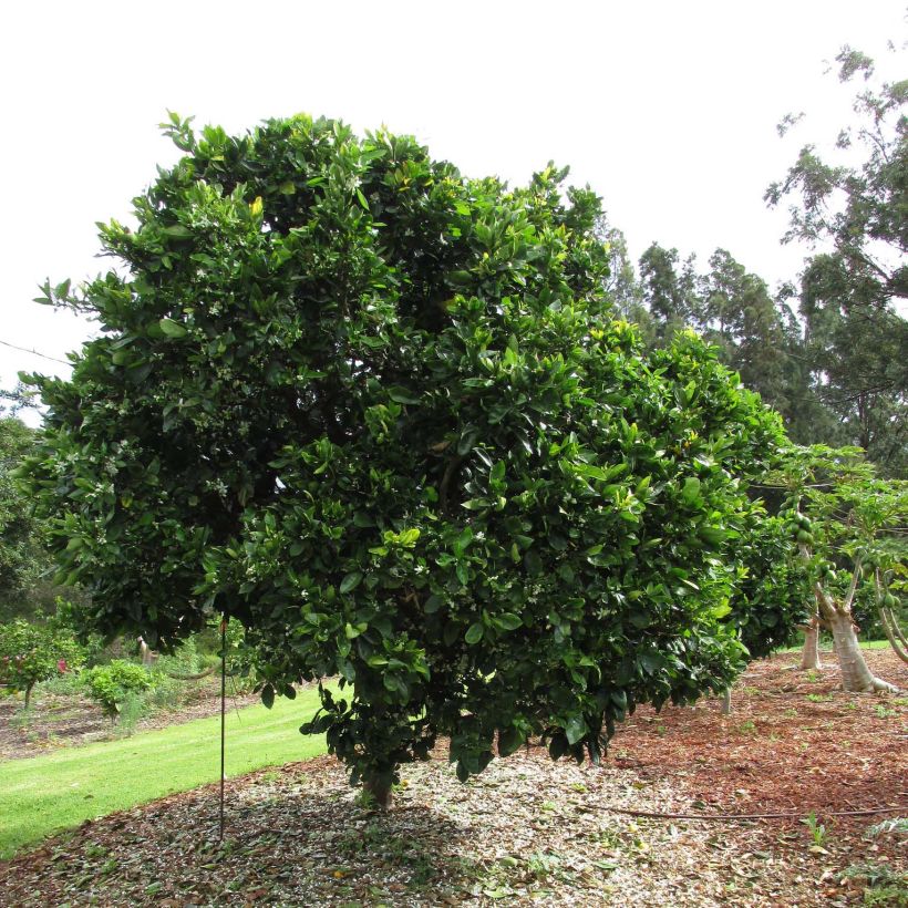 Oranger - Citrus sinensis Washington Navel (Port)