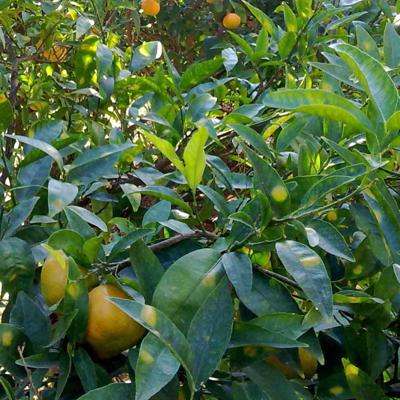 Satsuma mandarijn (Blad)