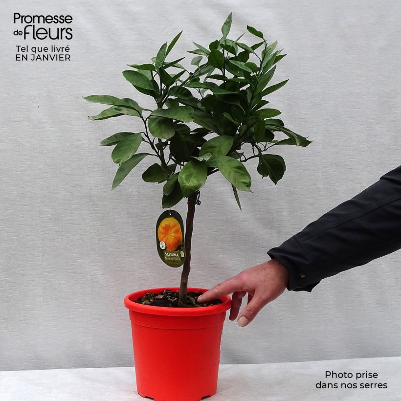 Spécimen de Mandarinier Satsuma - Citrus unshiu Pot de 4L/5L, 1/4 de tige tel que livré en hiver