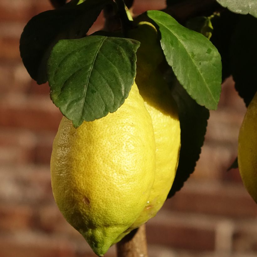 Citronnier des 4 saisons - Citrus limon (Floraison)
