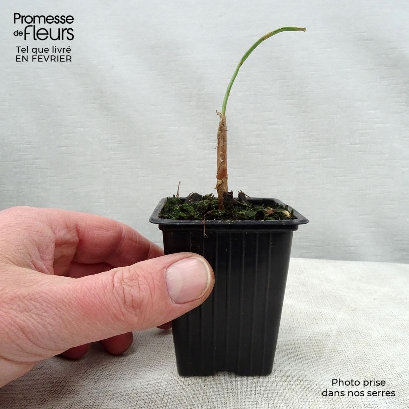 Spécimen de Cive St Jacques - Ciboule St Jacques Godet de 7/8 cm tel que livré en hiver