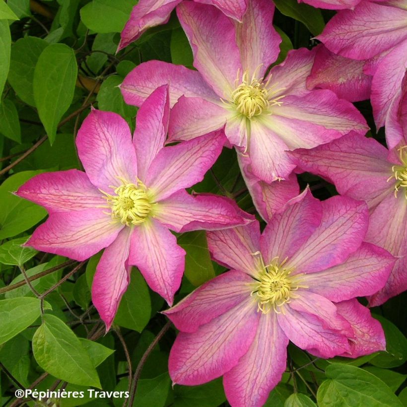Clematis Asao (Floração)