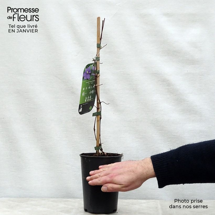 Spécimen de Clématite - Clematis Général Sikorski Pot de 2L/3L tel que livré en hiver