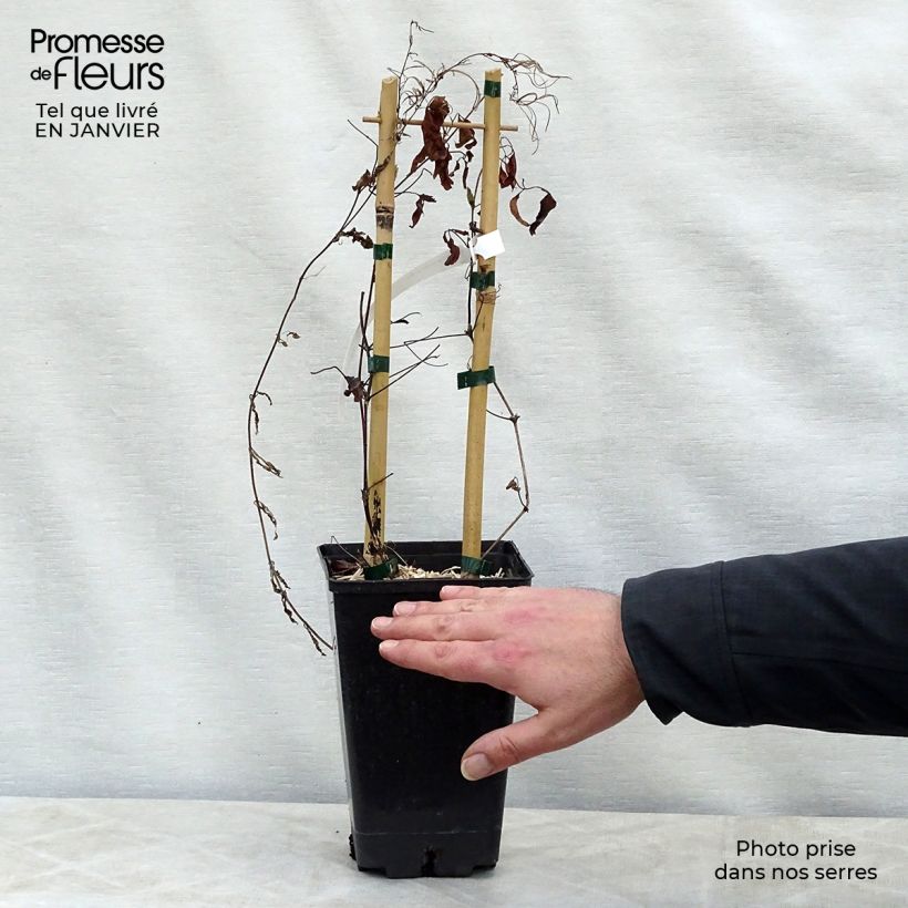 Spécimen de Clématite - Clematis Sen no Kaze Pot de 2L/3L tel que livré en hiver