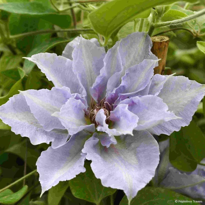 Clématite Tranquilite (Floraison)