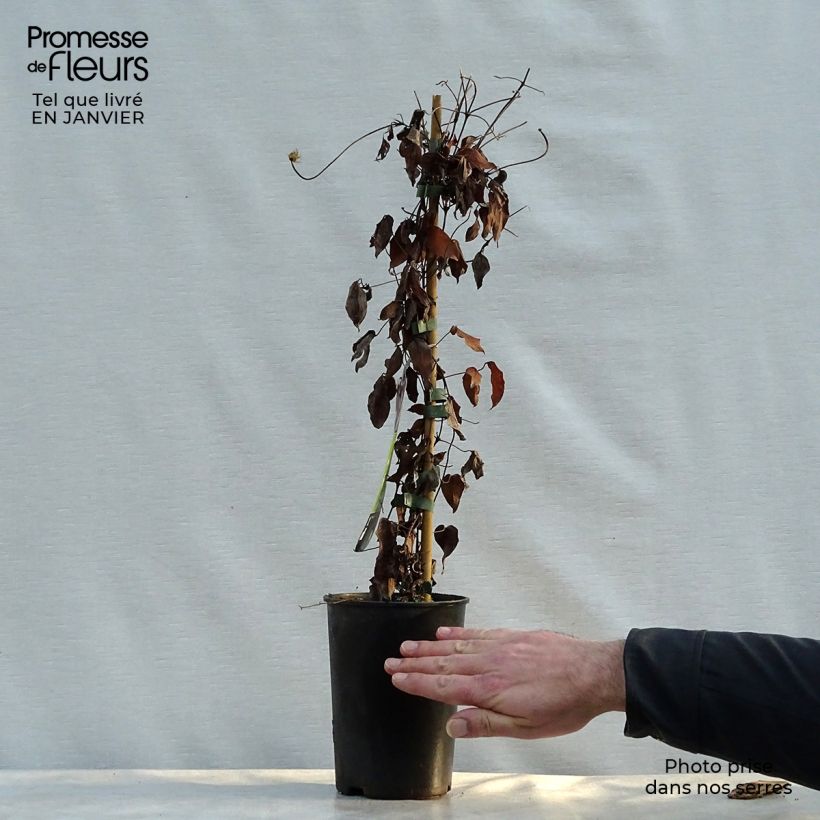 Spécimen de Clématite - Clematis Warszawska Nike Pot de 2L/3L tel que livré en hiver