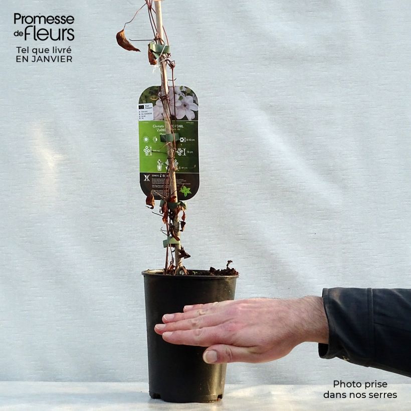 Spécimen de Clématite - Clematis White Pearl Pot de 2L/3L tel que livré en hiver