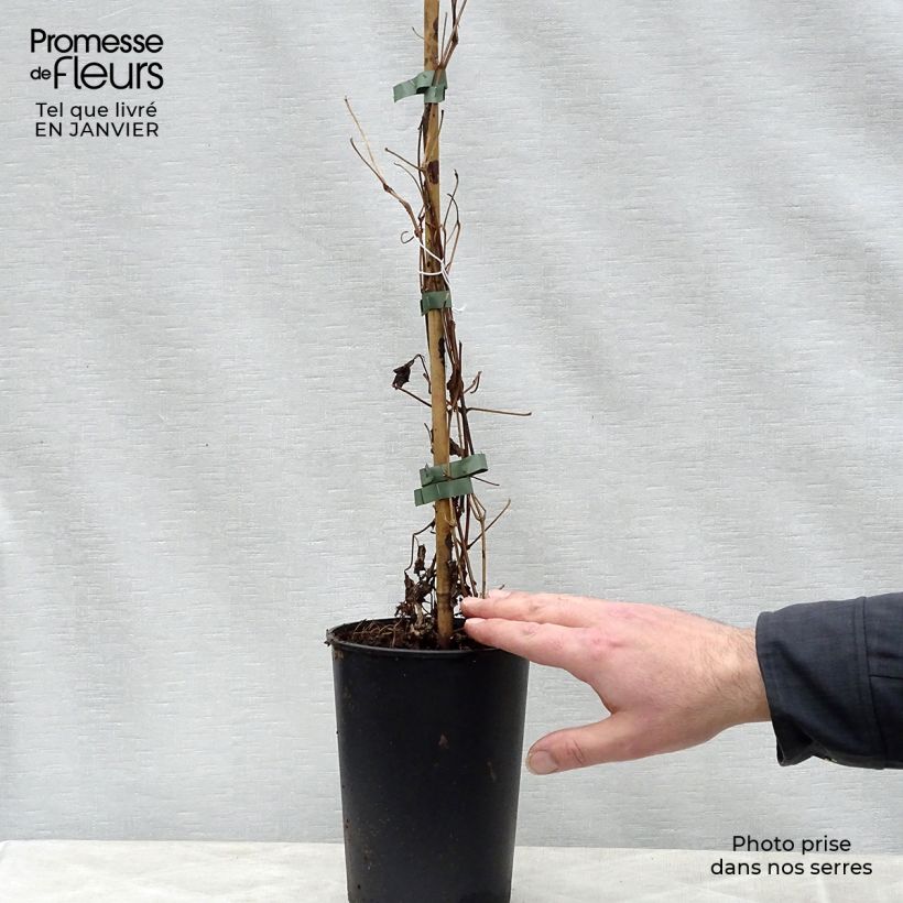 Spécimen de Clématite - Clematis fargesii Summersnow Pot de 2L/3L tel que livré en hiver