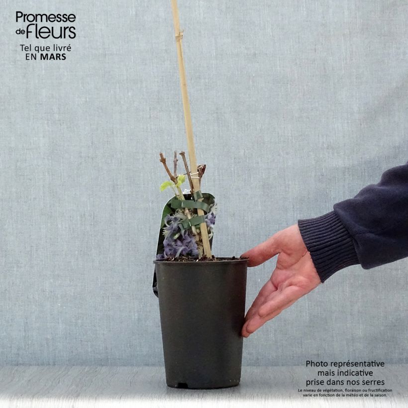 Clematis heracleifolia Côte d'Azur - Clematide Vaso da 2L/3L esemplare consegnato in primavera