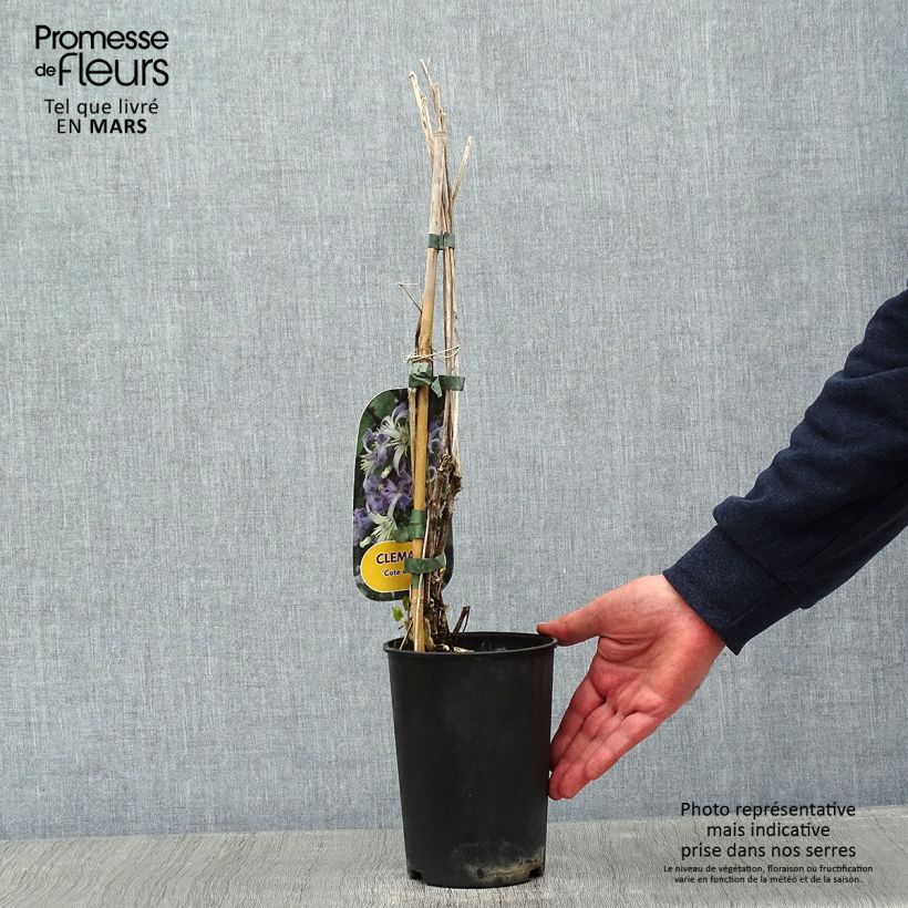 Spécimen de Clematis heracleifolia Côte d'Azur 2/3L Pot de 2L/3L tel que livré en hiver