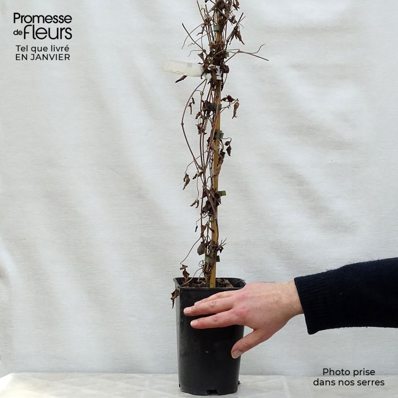 Spécimen de Clématite - Clematis montana Broughton Star Pot de 2L/3L tel que livré en hiver