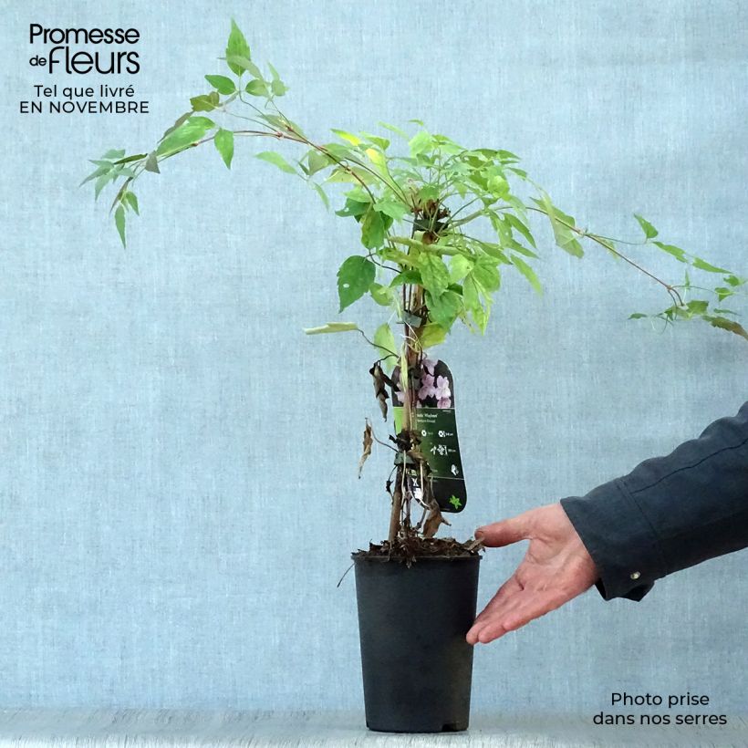 Spécimen de Clématite - Clematis montana Mayleen Pot de 2L/3L tel que livré en automne