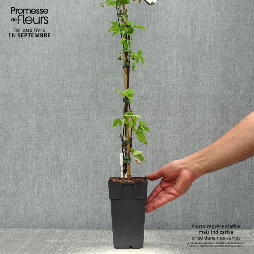 Spécimen de Clématite - Clematis Beautiful Bride Pot de 2L/3L tel que livré en automne