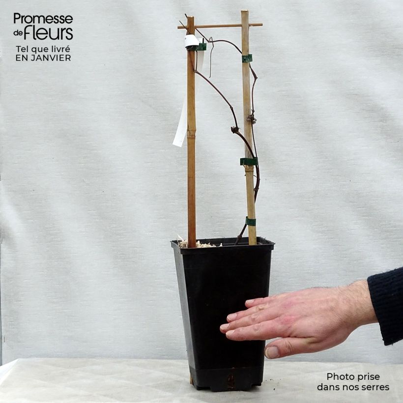 Spécimen de Clématite - Clematis texensis Queen Maxima Pot de 1,5L/2L tel que livré en hiver