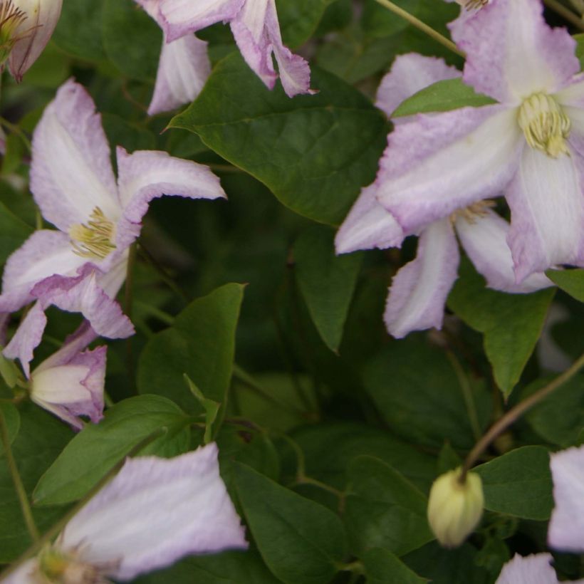 Clématite - Clematis viticella Little Nell (Feuillage)