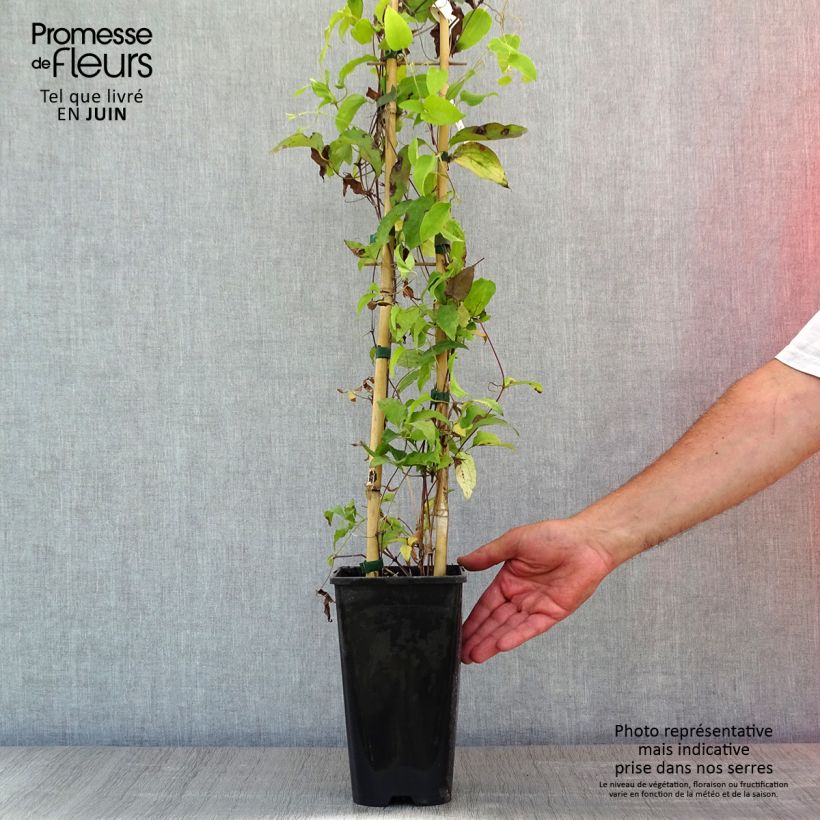 Clematis Bee's Jubilée - Clematide Vaso da 2L/3L esemplare consegnato in primavera