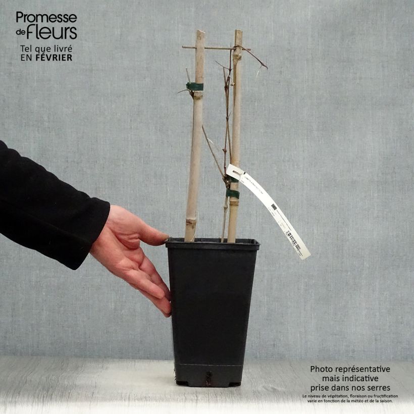 Spécimen de Clématite Black Tea Pot de 1,5L/2L tel que livré en hiver