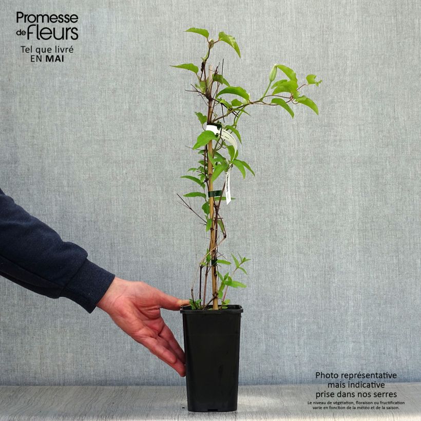 Spécimen de Clématite Black Tea Pot de 1,5L/2L tel que livré au printemps