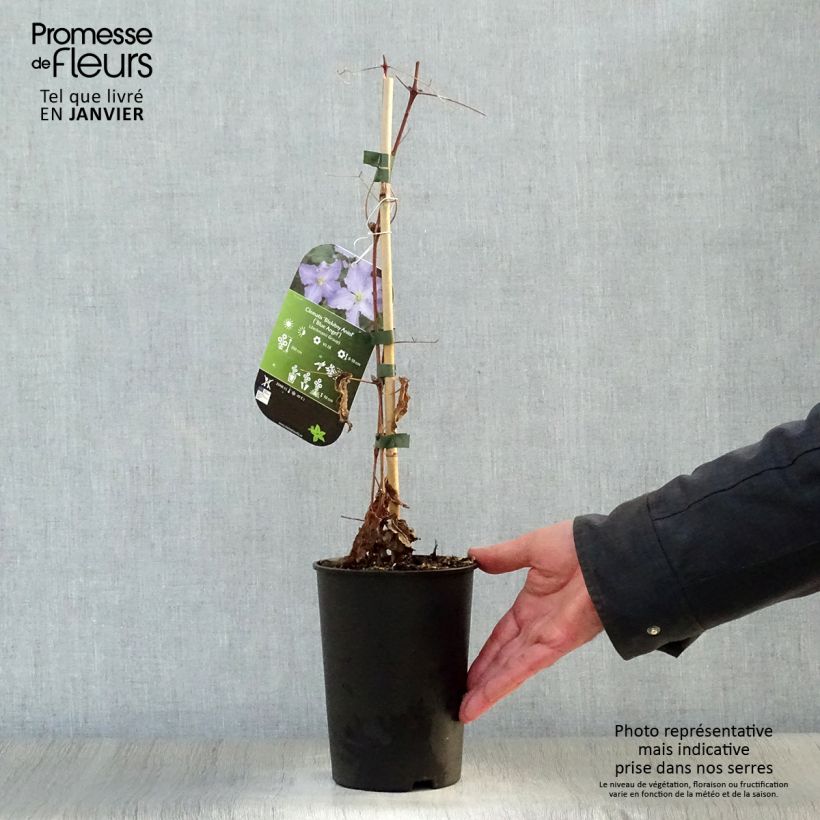 Spécimen de Clématite Blekitny Aniol (Blue Angel) Pot de 1,5L/2L tel que livré en hiver