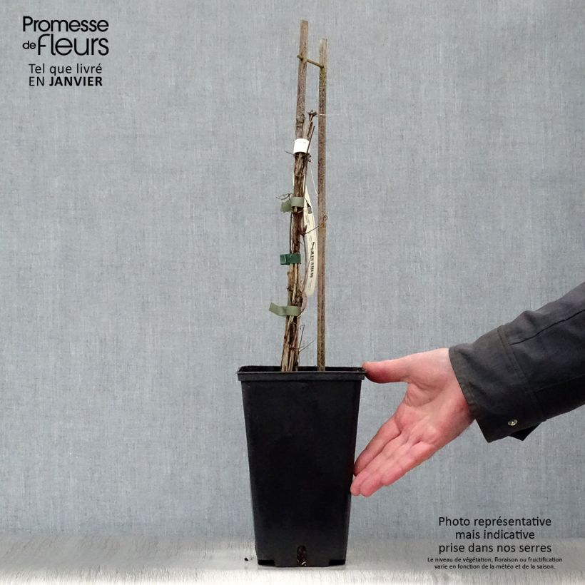 Spécimen de Clématite Burma Star en pot de 2L./3L. tel que livré en hiver