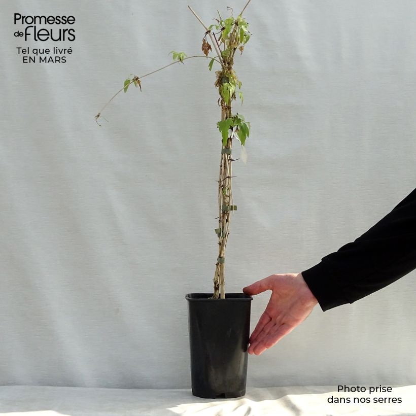 Spécimen de Clématite Christmas Surprise - Clematite de Noël Pot de 2L/3L tel que livré au printemps