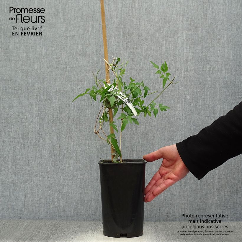 Spécimen de Clématite Christmas Surprise - Clematite de Noël Pot de 2L/3L tel que livré en hiver