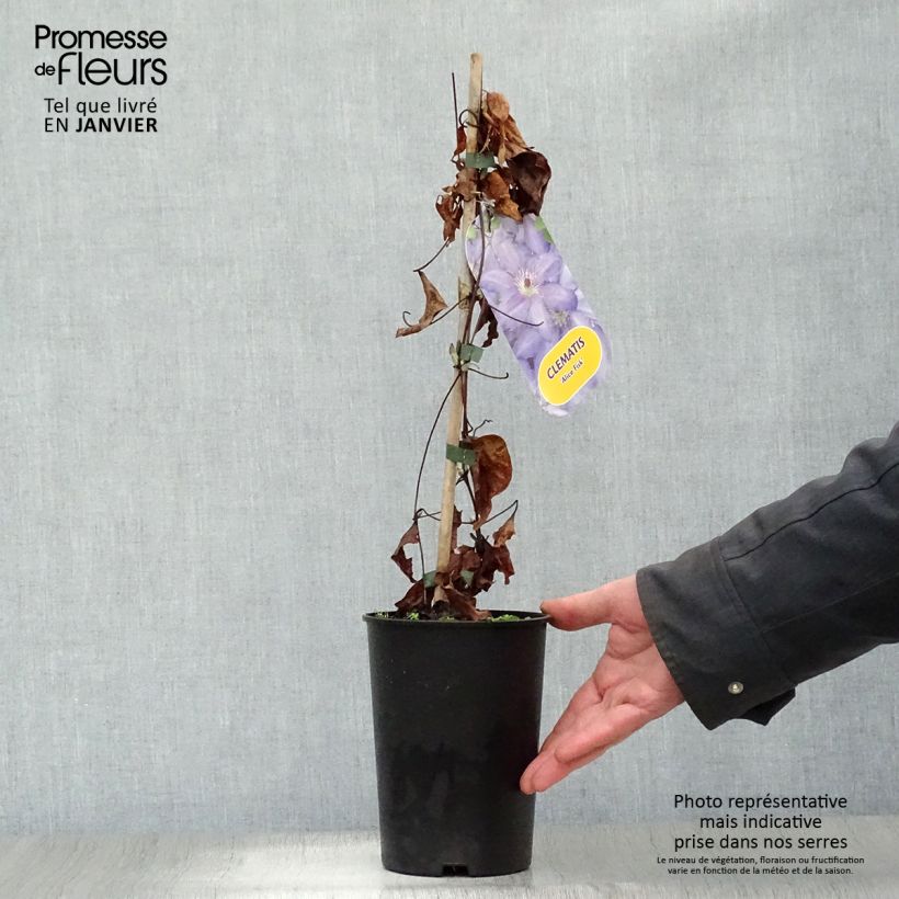 Spécimen de Clématite - Clematis Alice Fisk Pot de 2L/3L tel que livré en hiver
