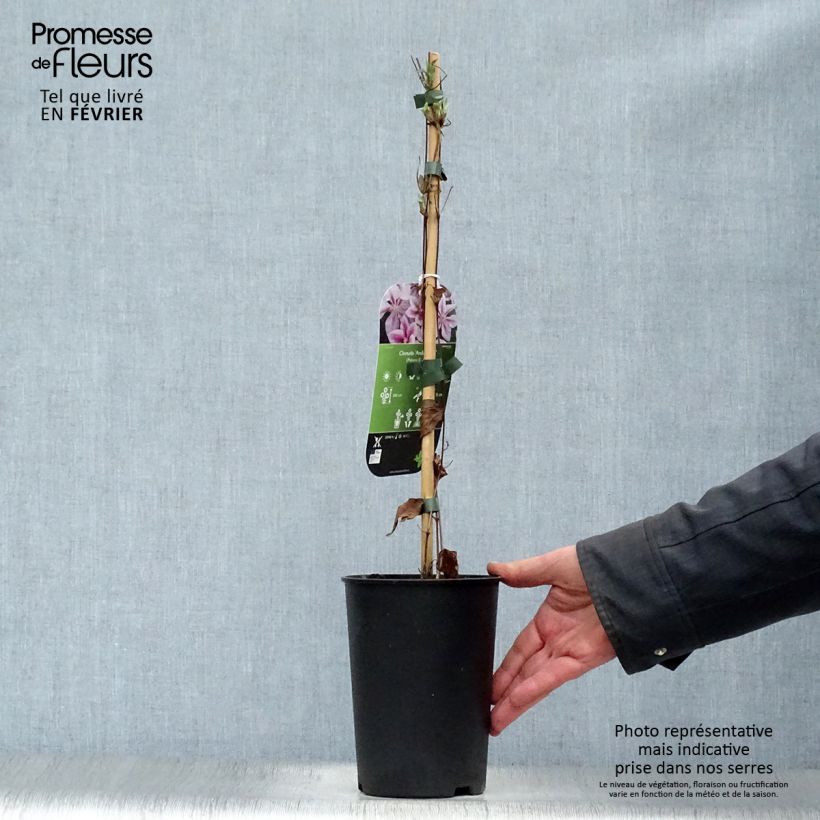 Spécimen de Clématite - Clematis Andromeda Pot de 2L/3L tel que livré en hiver