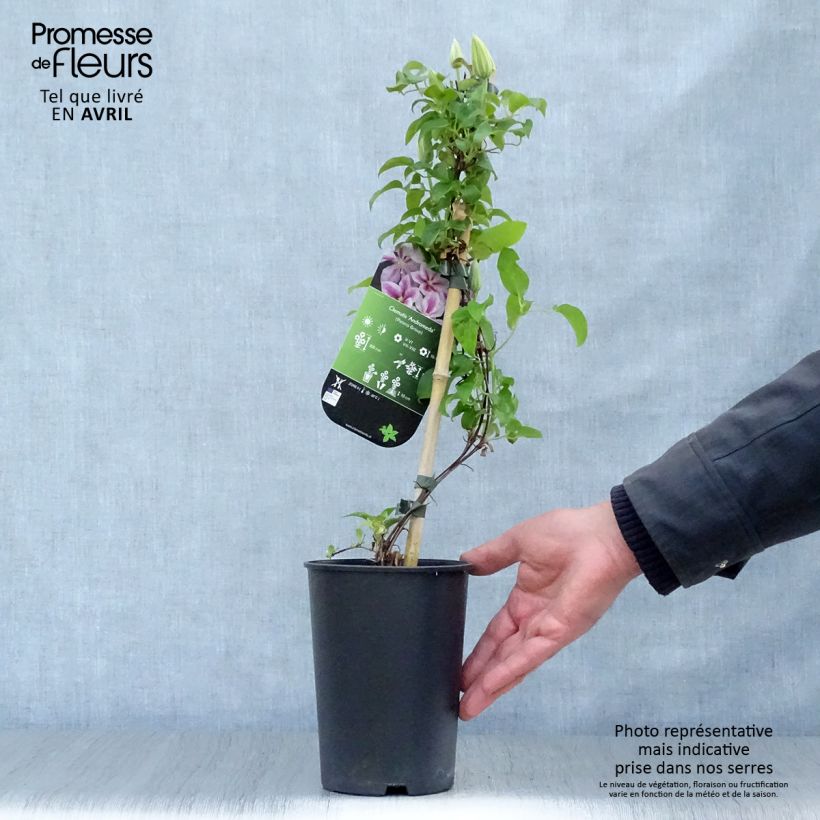 Clematis Andromeda Maceta 2L/3L Ejemplar entregado en la primavera