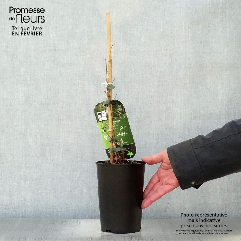 Spécimen de Clématite - Clematis Annabella  Pot de 2L/3L tel que livré en hiver