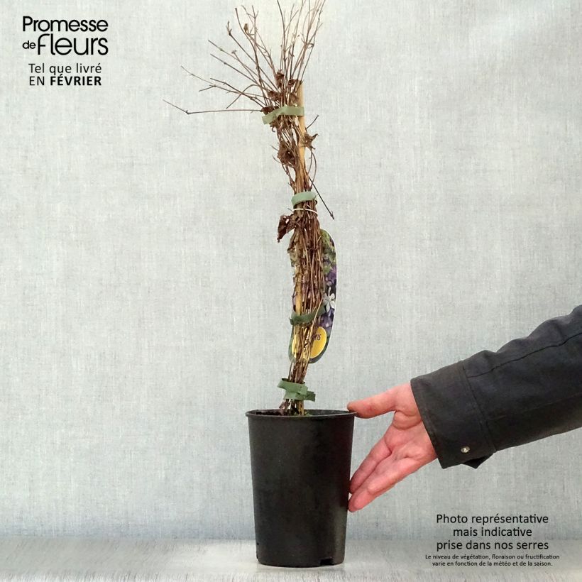 Spécimen de Clématite - Clematis Arabella Pot de 1,5L/2L tel que livré en hiver
