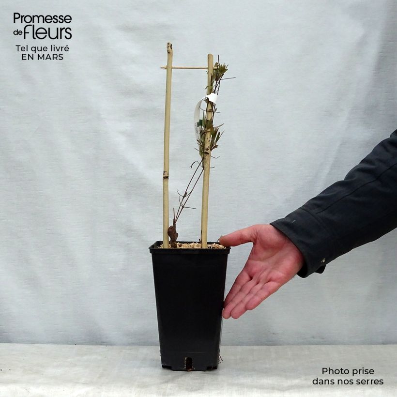 Spécimen de Clématite - Clematis Asao Pot de 2L/3L tel que livré au printemps