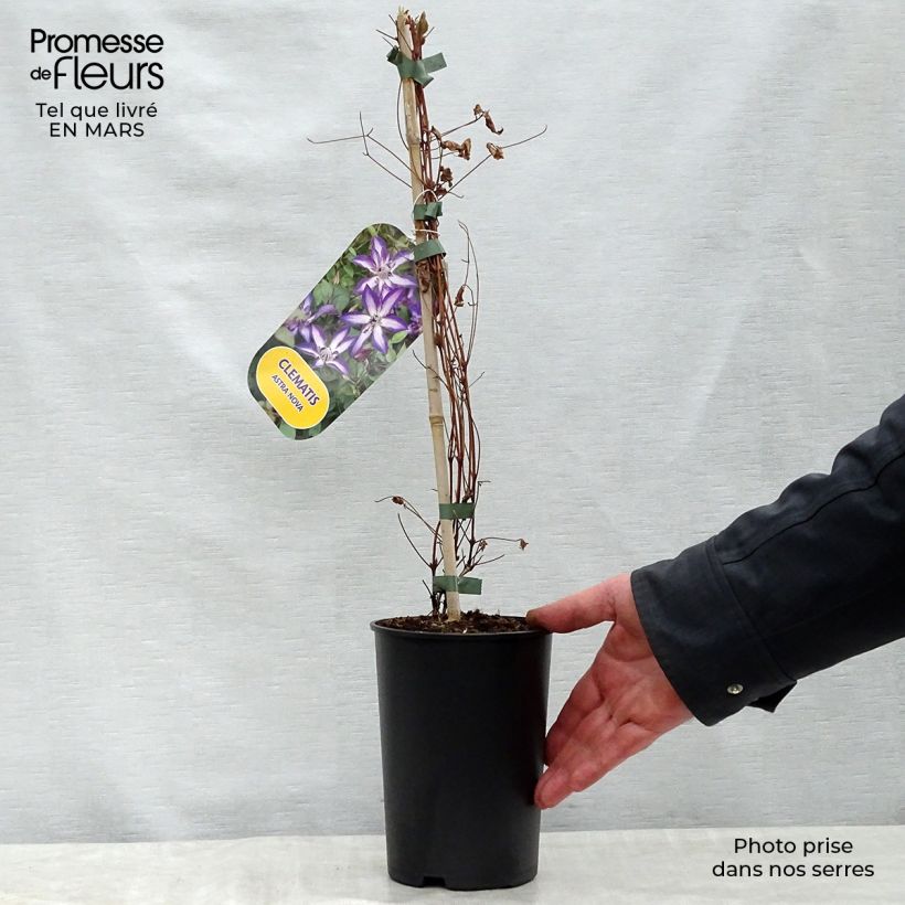 Spécimen de Clématite - Clematis Astra Nova Pot de 2L/3L tel que livré au printemps