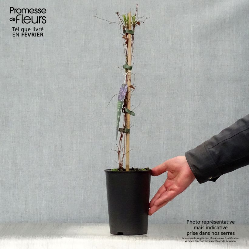 Spécimen de Clématite - Clematis Astra Nova Pot de 2L/3L tel que livré en hiver