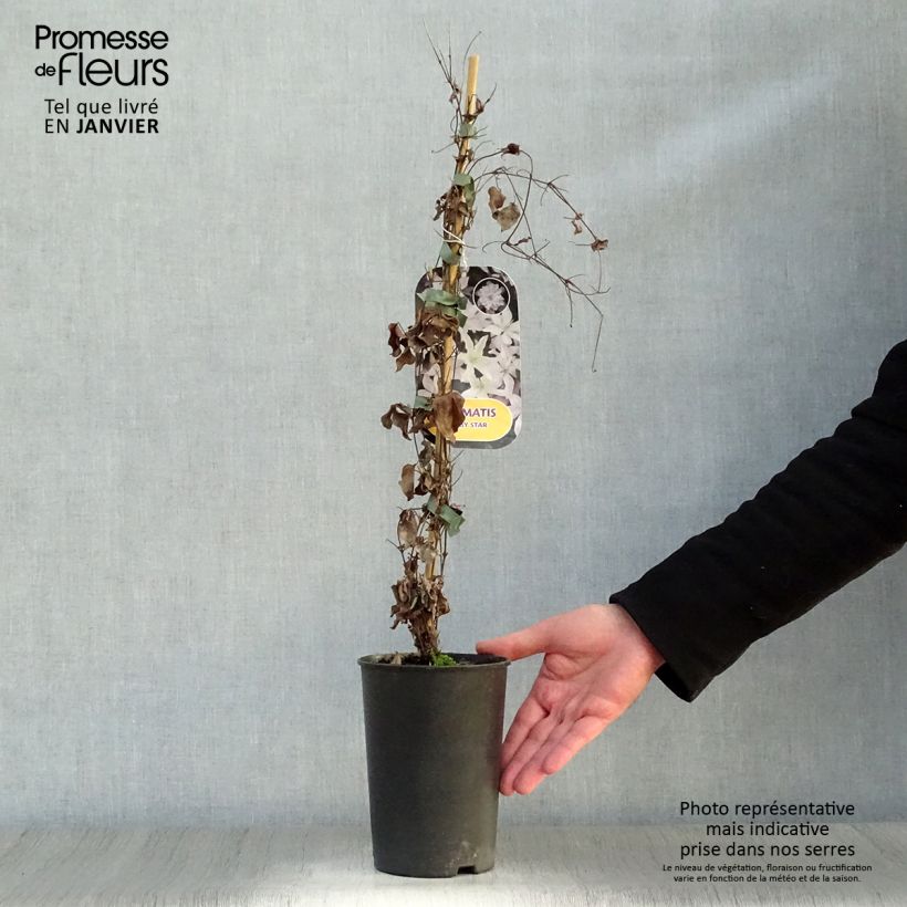 Spécimen de Clématite - Clematis Baby Star Pot de 2L/3L tel que livré en hiver