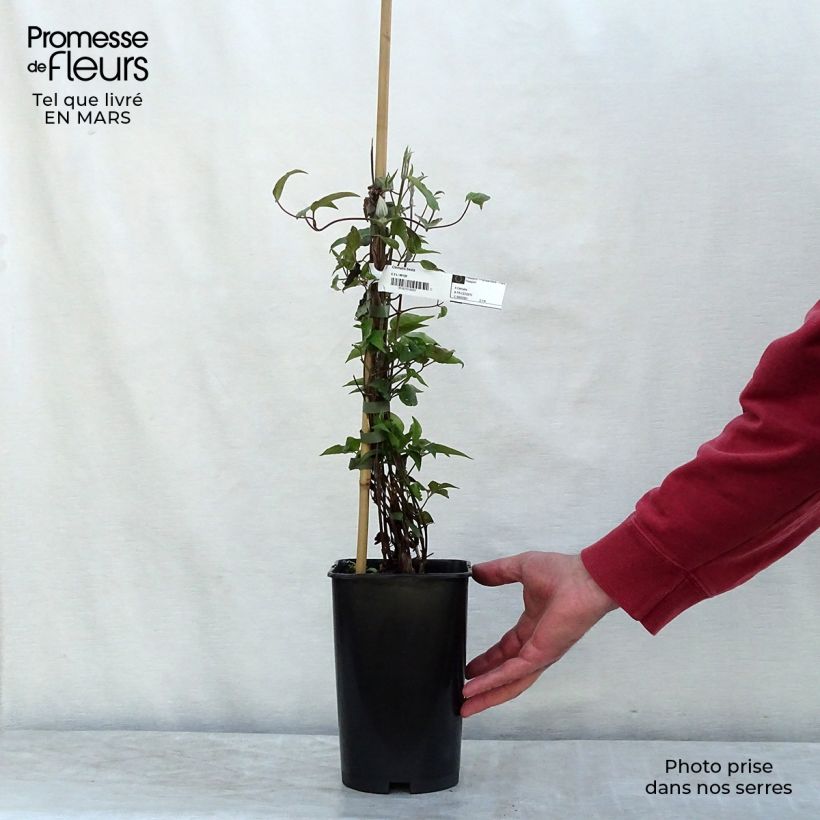 Spécimen de Clématite - Clematis Beata Pot de 2L/3L tel que livré au printemps
