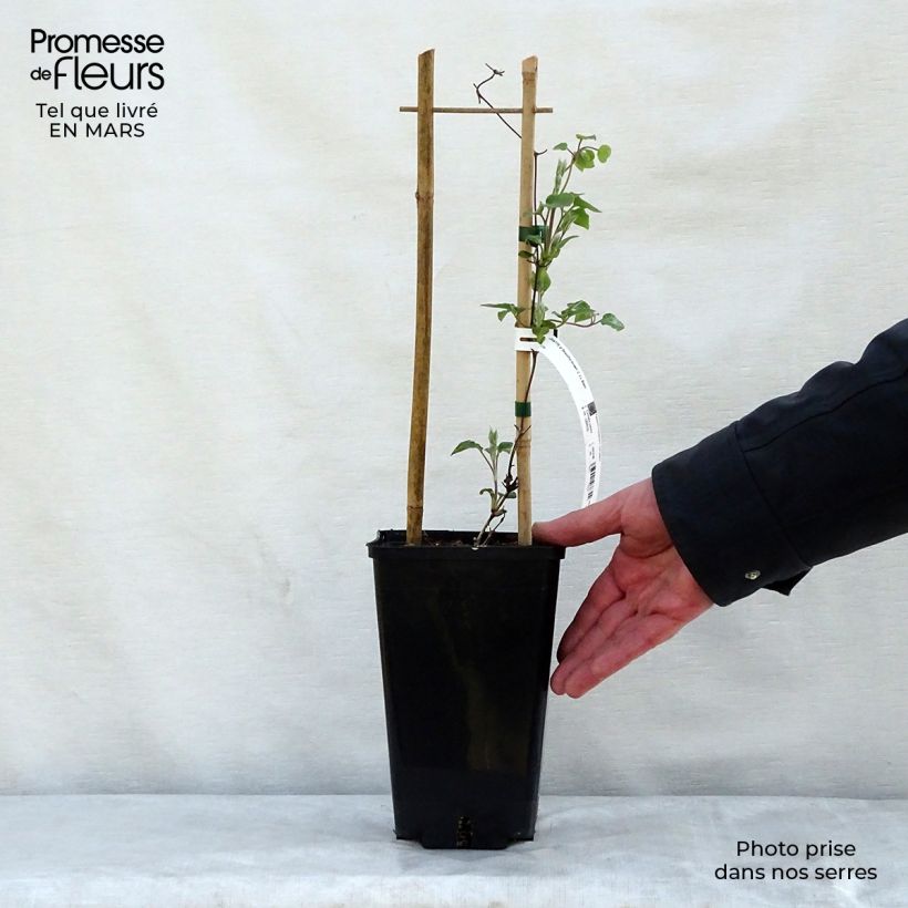 Amostra de Clematis Beautiful Bride Vaso de 2 L/3 L tal como entregue na primavera