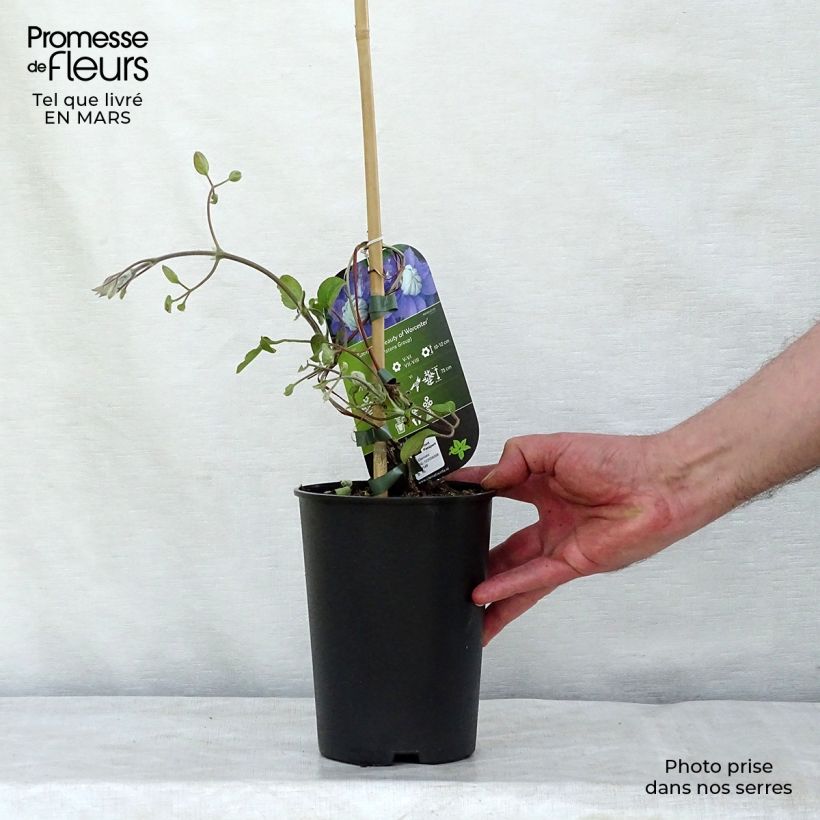 Spécimen de Clématite - Clematis Beauty Of Worcester Pot de 1,5L/2L tel que livré en hiver