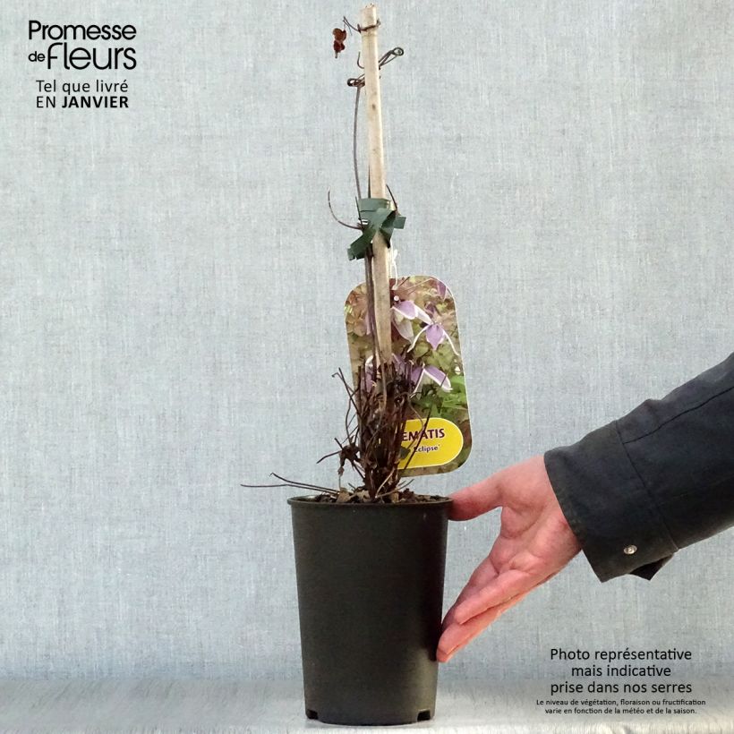 Spécimen de Clématite - Clematis Blue Eclipse Pot de 2L/3L tel que livré en hiver