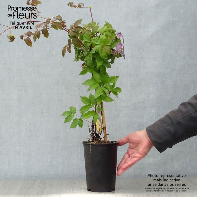 Spécimen de Clématite - Clematis Blue Eclipse Pot de 2L/3L tel que livré au printemps