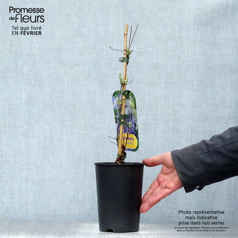 Spécimen de Clématite - Clematis Blue Light Pot de 1,5L/2L tel que livré en hiver