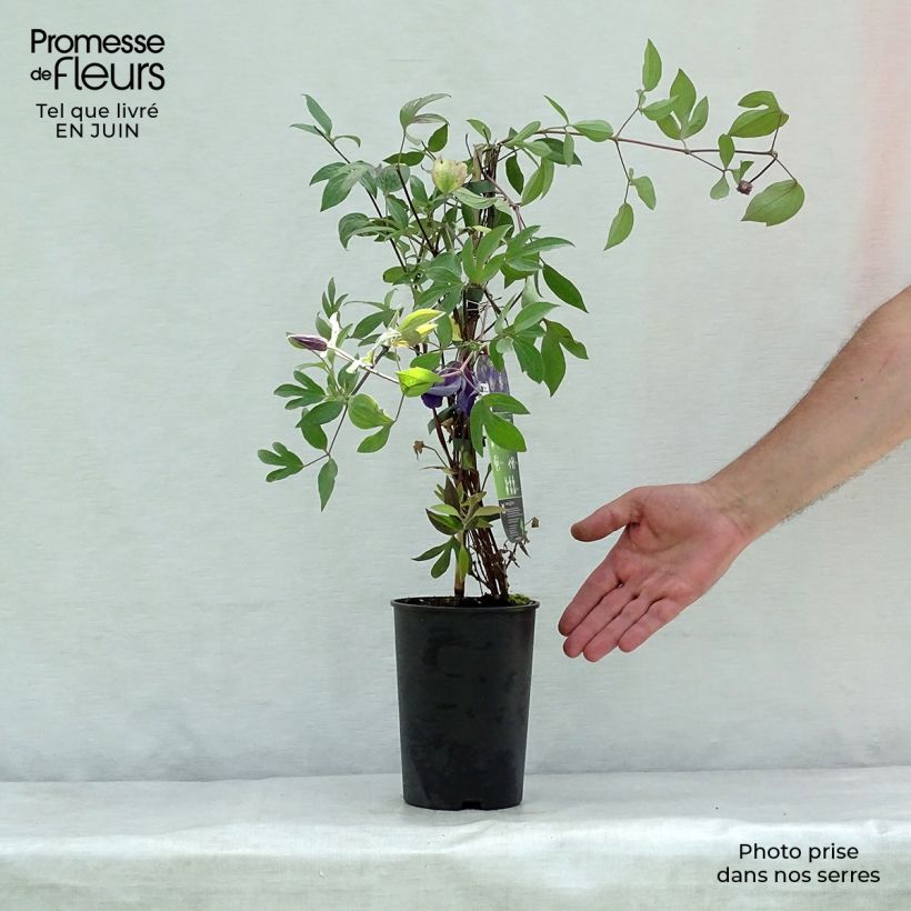 Spécimen de Clématite - Clematis Blue pirouette Pot de 2L/3L tel que livré en été