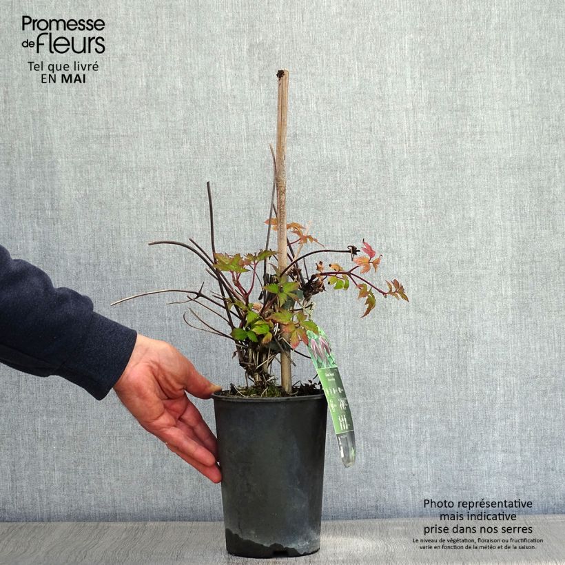 Spécimen de Clématite - Clematis Brunette Pot de 2L/3L tel que livré au printemps