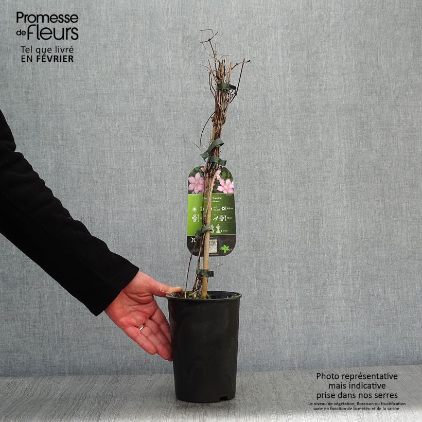 Spécimen de Clématite - Clematis Caroline Pot de 2L/3L tel que livré en hiver