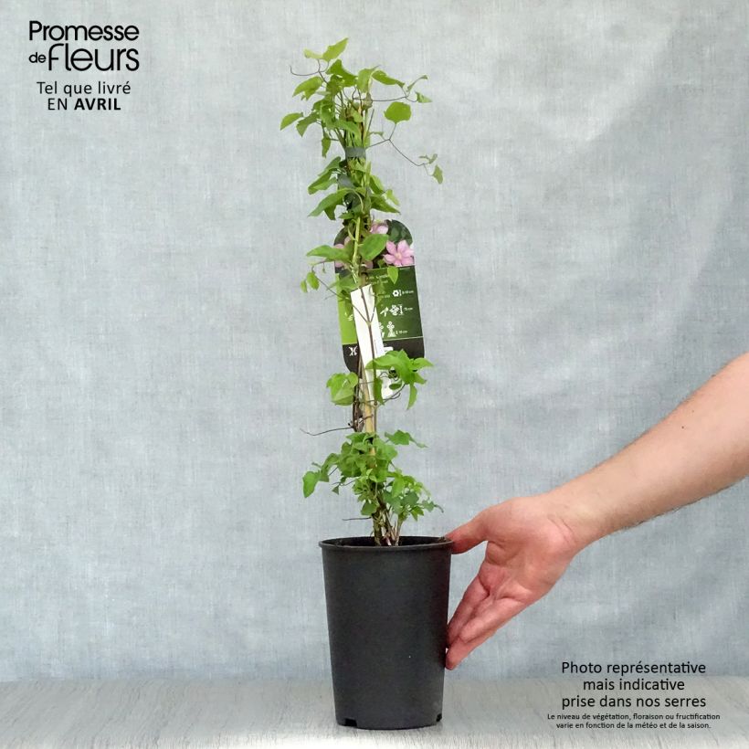 Spécimen de Clématite - Clematis Caroline Pot de 2L/3L tel que livré au printemps