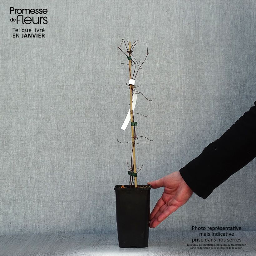 Spécimen de Clématite - Clematis Cezanne Pot de 1,5L/2L tel que livré en hiver