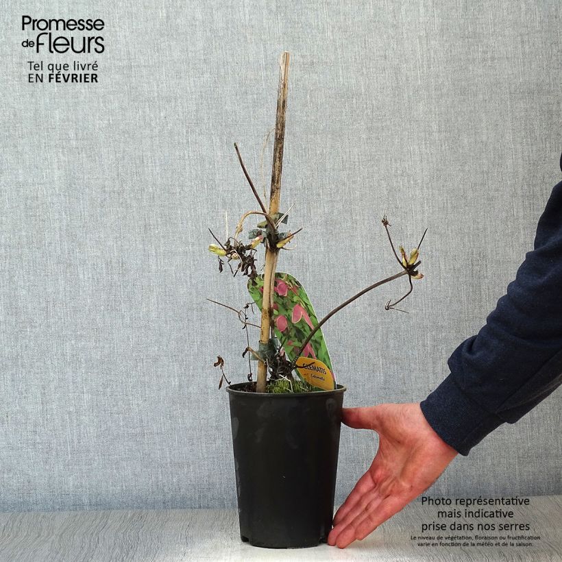 Spécimen de Clématite - Clematis Columella Pot de 2L/3L tel que livré en hiver